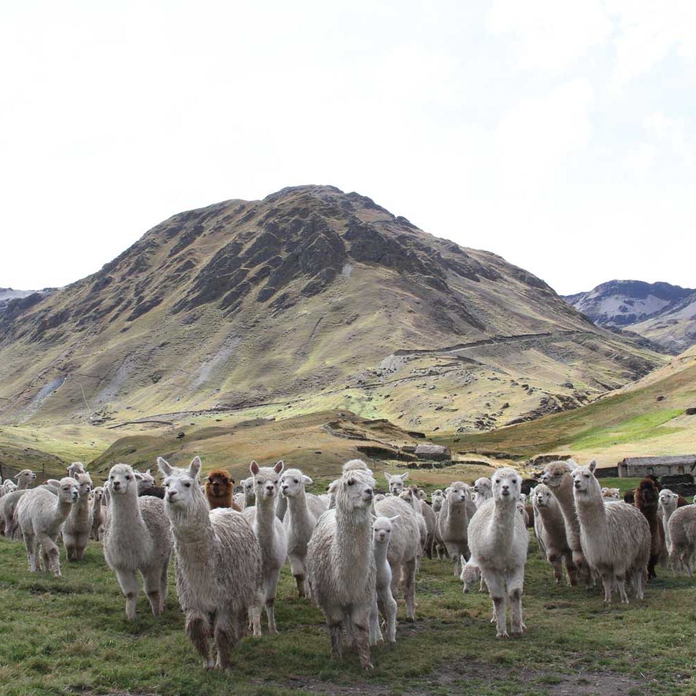 Llamas in Cusco